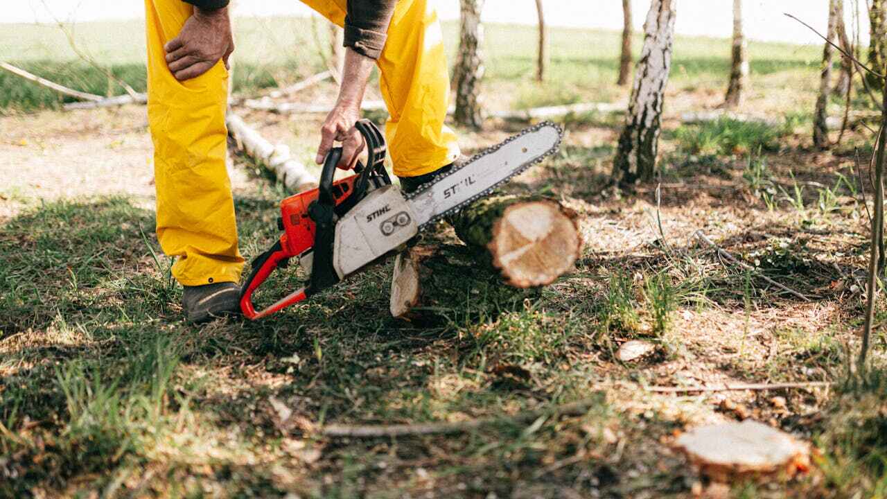 Tree Root Removal in Carbondale, CO